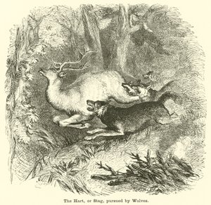 The Hart, or Stag, Pursued by Wolves by English School