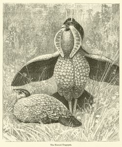 The Horned Tragopan by English School