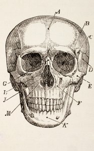 The Human Skull, c.1890