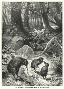 The Kiwi-Kiwi, or Wingless Bird of New Zealand