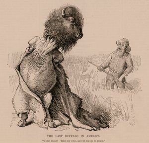 The Last Buffalo in America
