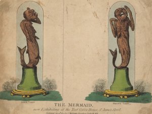 The Mermaid, Now Exhibited at the Turf Coffee House by English School