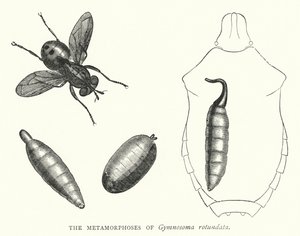 The Metamorphoses of Gymnosoma Rotundata (Engraving) by English School