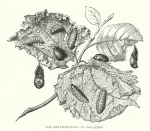 The Metamorphoses of Lina Populi (Engraving) by English School