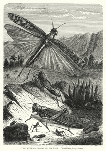 The Metamorphoses of Locusts, Acridium peregrinum by English School