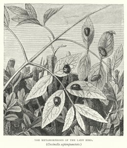 The Metamorphosis of the Lady Bird, Coccinella septempunctata by English School