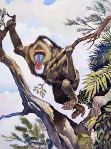 The Monkey Shepherd, from 