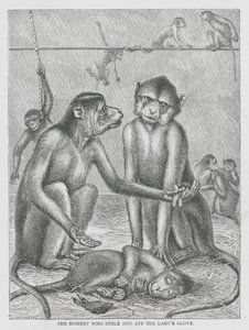 The Monkey Who Stole and Ate the Lady