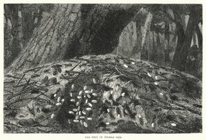 The Nest of Formica Rufa by English School