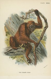 The Orangutan by English School