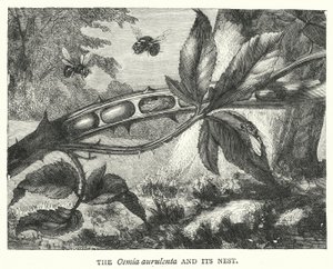 The Osmia Aurulenta and Its Nest (Engraving) by English School