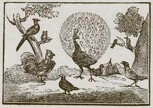 The Peacock and the Magpie by English School