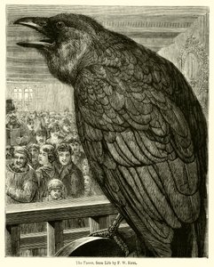 The Raven, from Life by English School