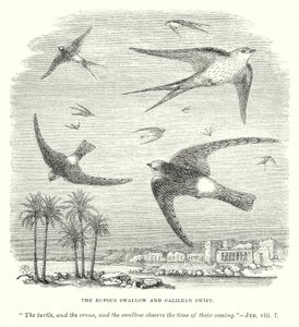 The Rufous Swallow and Galilean Swift (engraving) by English School
