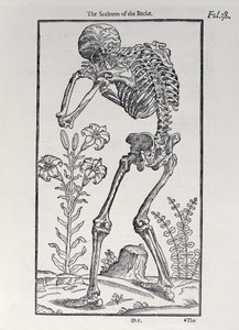The Sceleton of the Backe, plate from The Historie of Man published by John Banister, 1578 by English School