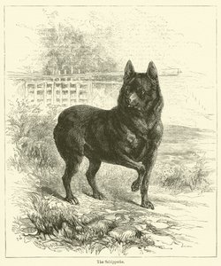 The Schipperke by English School