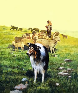 The Sheepdog