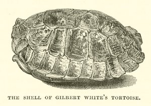 The Shell of Gilbert White