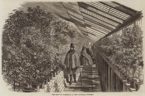The Show of Camellias at the Vauxhall Nursery by English School