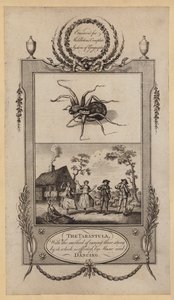 The Tarantula, with the method of curing those stung by it, which is effected by Music and Dancing by English School