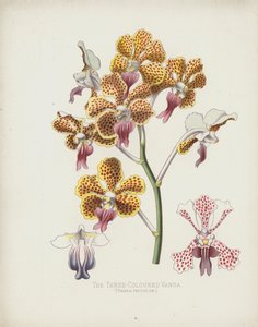 The Three-Coloured Vanda by English School