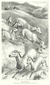 The Wild Ass