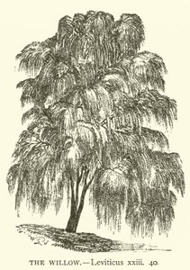 The Willow, Leviticus, xxiii, 40 by English School