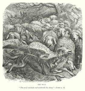The Wolf by English School