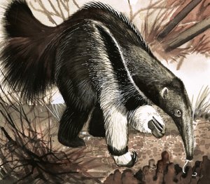 The Anteater