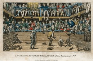 The Celebrated Dog Billy Killing 100 Rats at the Westminster Pit by English School