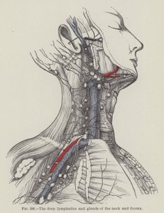 The deep lymphatics and glands of the neck and thorax by English School