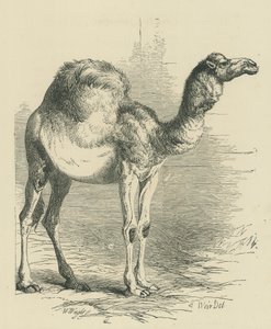 The Dromedary (engraving)