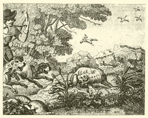 The Hunted Beaver