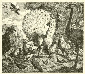The Peacock and the Magpie