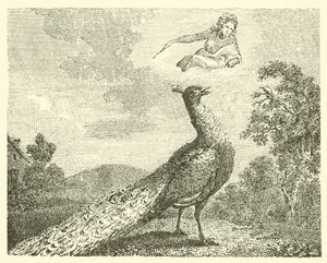 The Peacock