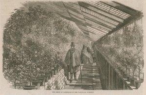The Show of Camellias at the Vauxhall Nursery by English School