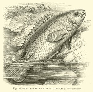 The So-Called Climbing Perch, Anabas Scandens by English School