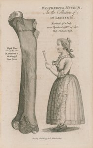 Thigh Bone of the Mammoth by English School