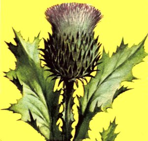 Thistle by English School