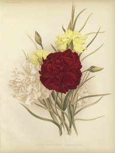 Three new tree carnations by English School