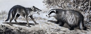 Tooth and Claw: Animals in Combat by English School