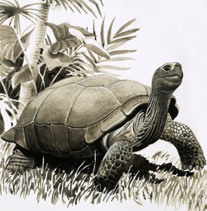 Tortoise