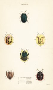 Tortoise Beetles: Omocerus bicornis, Cassida scalaris, Cassida micans, Cassida echinata, Cassida perforata, and Cassida luctuosa by English School