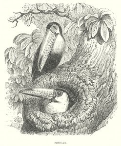 Toucan by English School