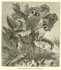 Transformations of a Butterfly by English School