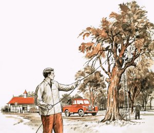 Tree surgeon