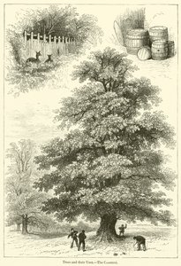 Trees and their Uses, The Chestnut by English School