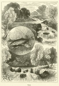 Trout
