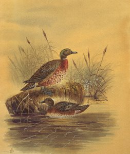Two Ducks by a Reeded Bank by English School
