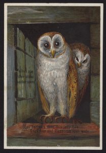 Two Owls Looking Out of a Doorway